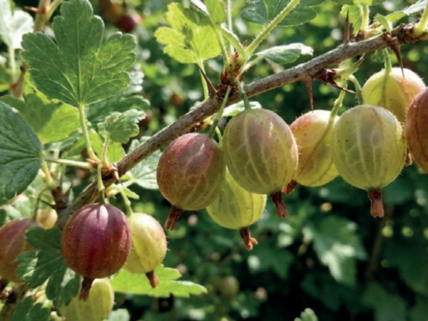 Kruisbes