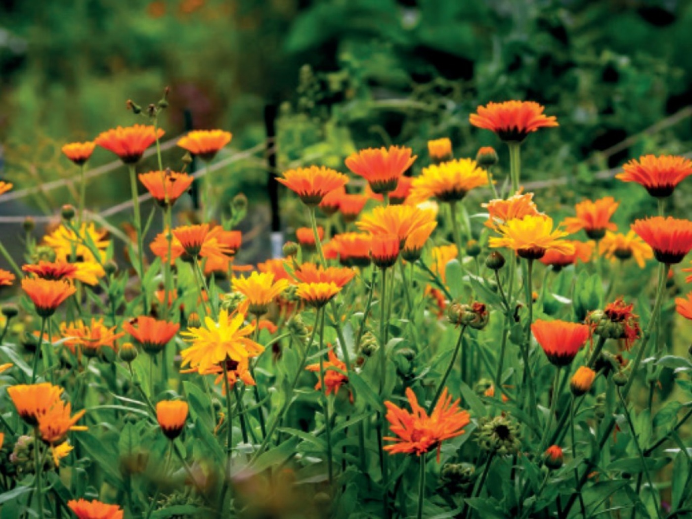 agenda-plukwandeling-bloemen.jpg